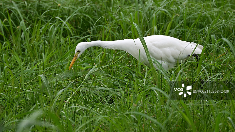 在河边草地上捕食的中白鹭图片素材
