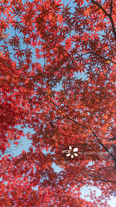 南京明孝陵胭脂雪绝美秋季红色枫叶图片素材