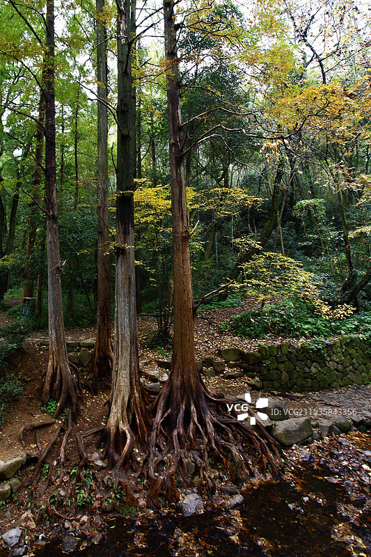杭州九溪十八涧的秋天图片素材