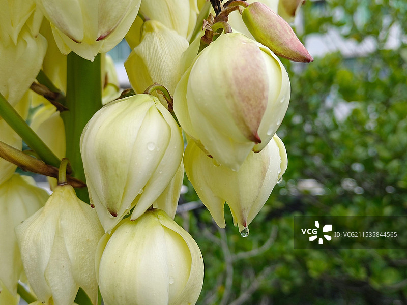 龙舌兰科凤尾丝兰花图片素材