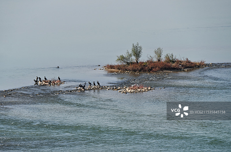 守望（蹲守的鸬鹚）图片素材