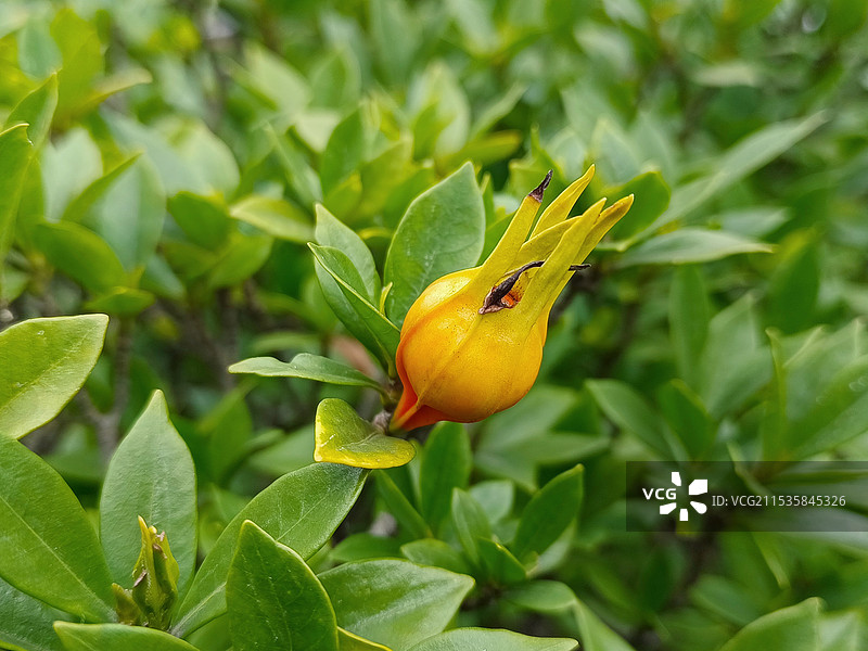 金黄色的黄栀子果实图片素材