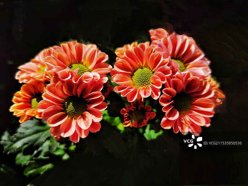 菊花•圆心剧扬图片素材