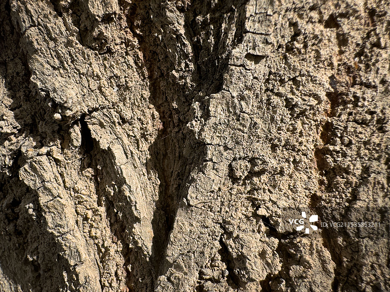粗糙的树皮，适用于背景图片和植物研究图片素材
