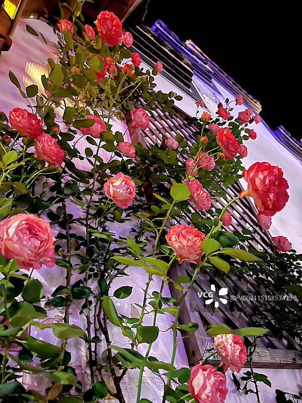 满墙的花朵图片素材