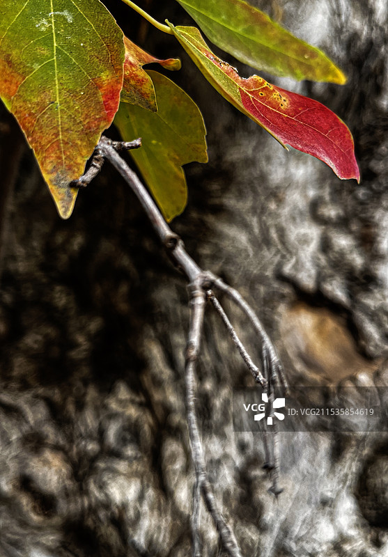 秋季三角槭三角枫槭树图片素材