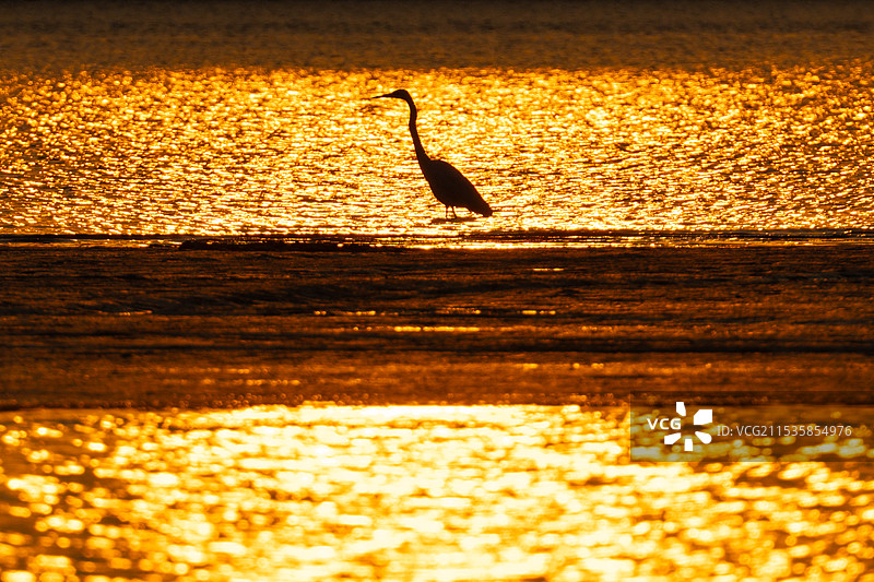 诗意画面：夕阳金光照射下的滩涂上一只孤单的鹭鸟图片素材