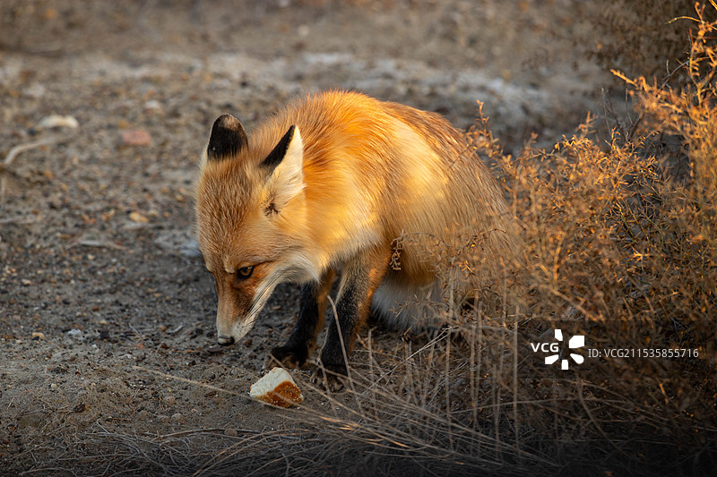 狐狸站在田野上的肖像图片素材