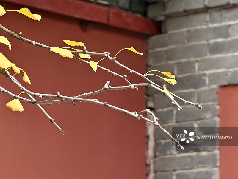 残页冬意图片素材