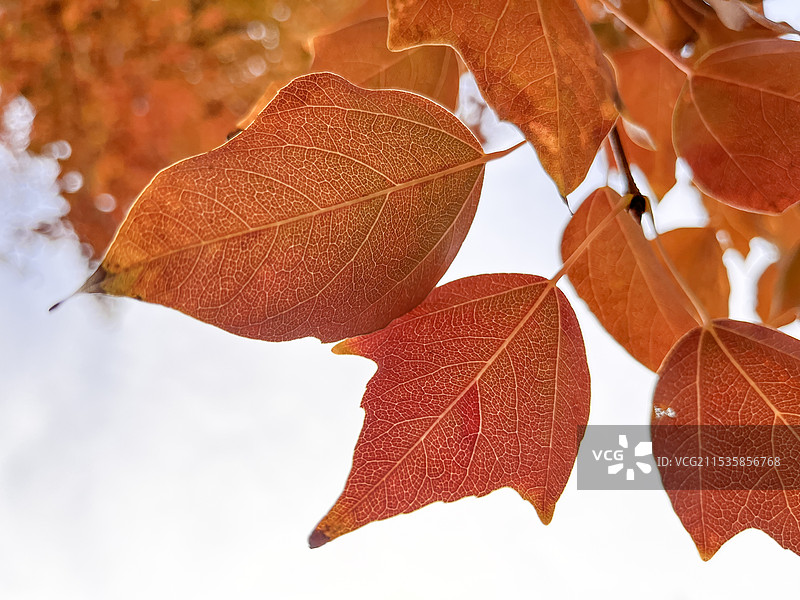 秋季三角槭三角枫槭树图片素材