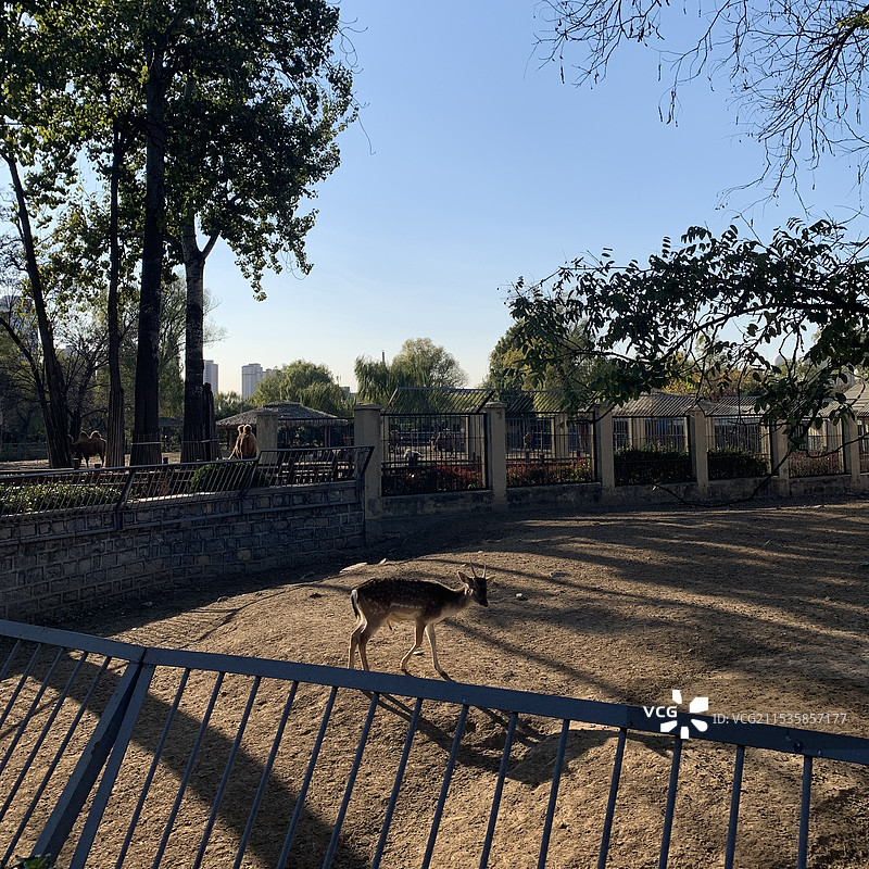 参观动物园图片素材