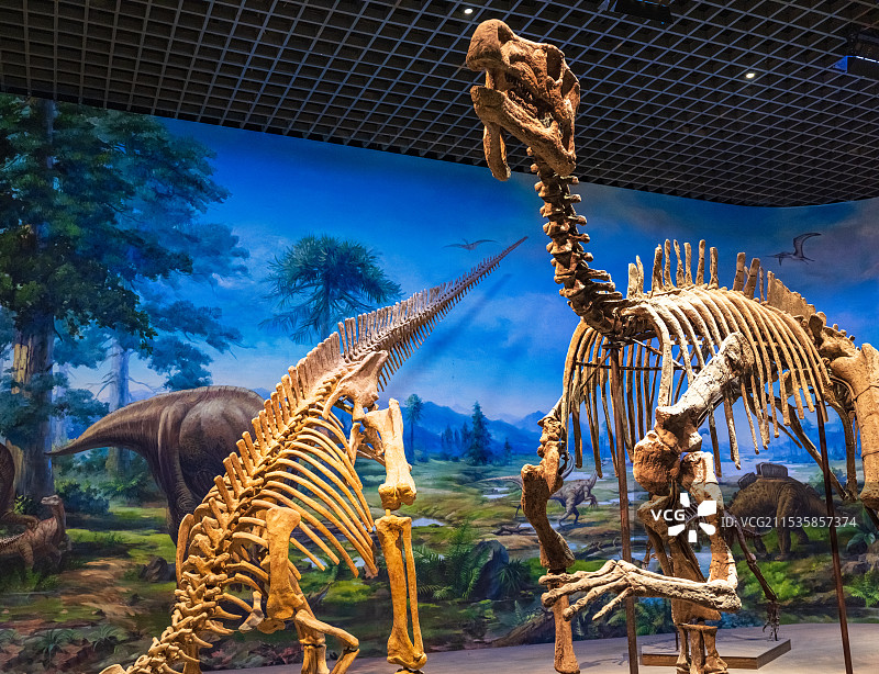 白垩纪晚期禽龙恐龙化石，内蒙古博物院，恐龙化石。图片素材