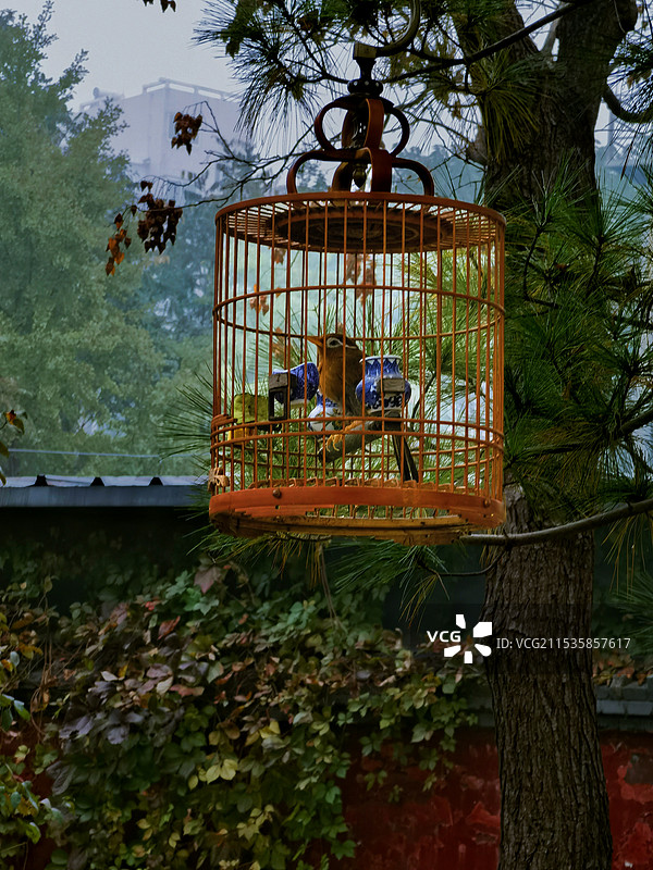 笼中鸟图片素材