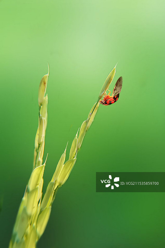 稻穗上的小瓢虫图片素材