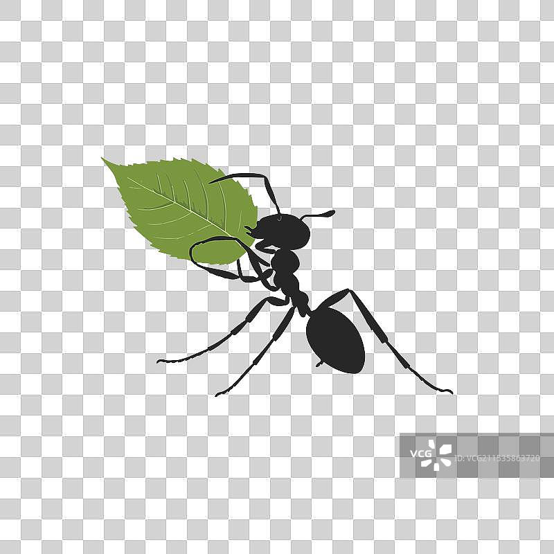 蚂蚁正在搬运一片绿色的叶子，背景是自然环境。图片素材