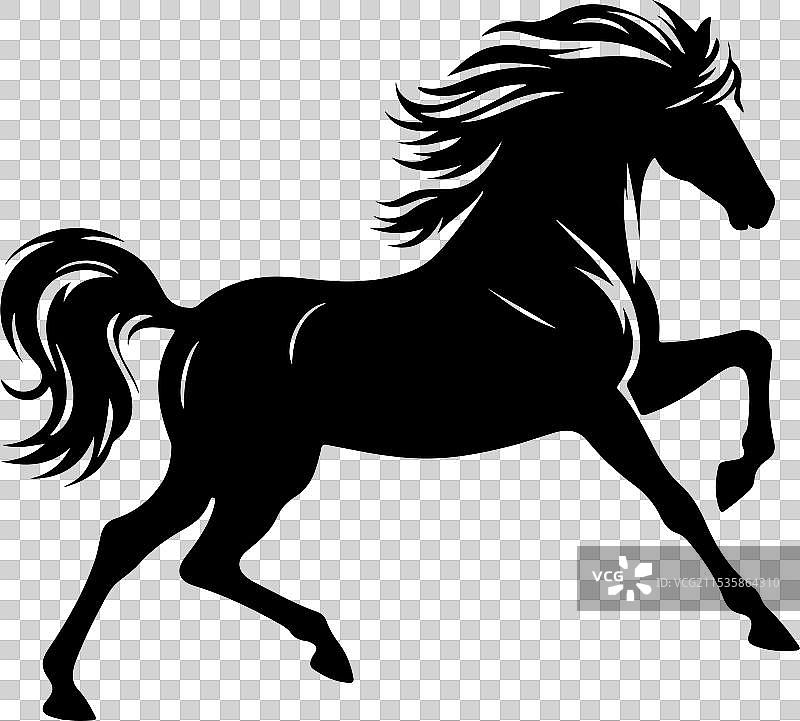 雄伟的马，力量与优雅的象征图片素材