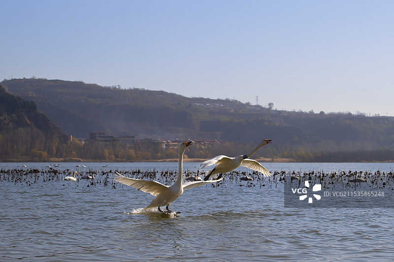 山西省运城市平陆县天鹅湖国家城市湿地公园两只着陆的大天鹅图片素材