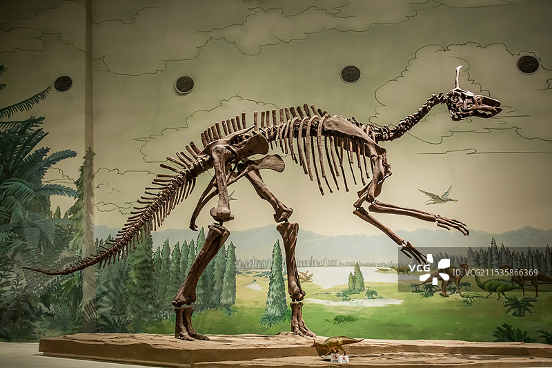 山东博物馆棘鼻青岛龙晚白垩世距今7500万年图片素材