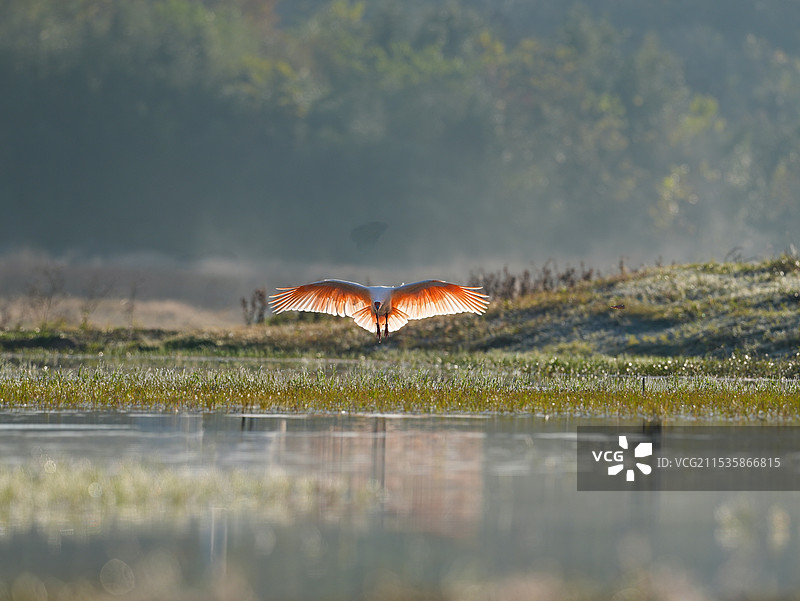 降落的朱鹮图片素材