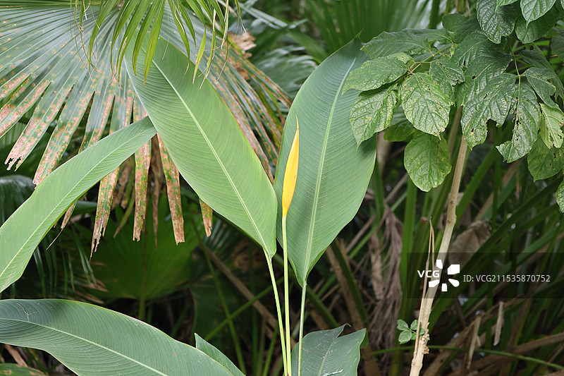 海南三亚亚龙湾火车站热带植物图片素材