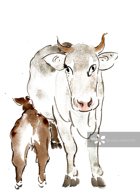 母牛与小牛图片素材