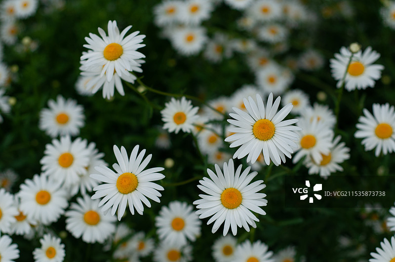 白色雏菊的特写镜头图片素材