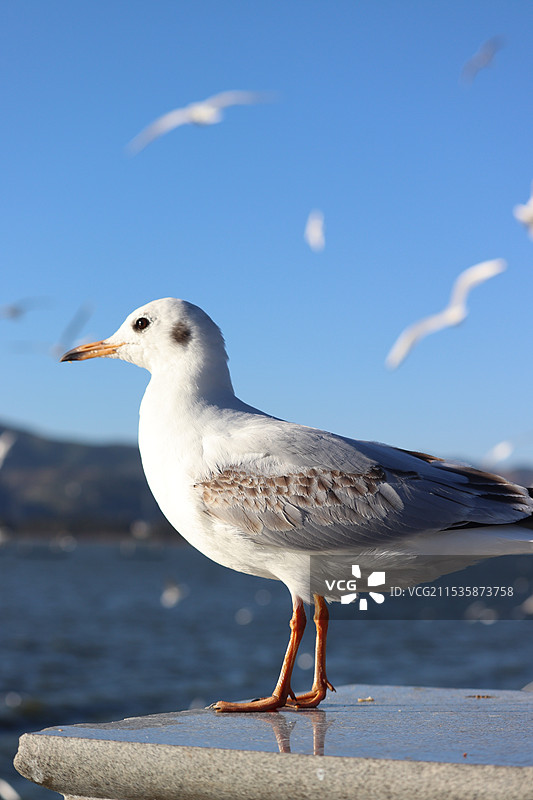 昆明的冬日图片素材