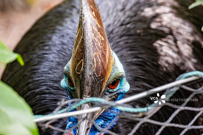 动物特写图图片素材