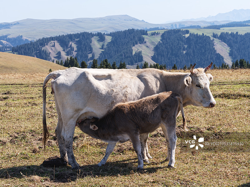 舔犊之情图片素材