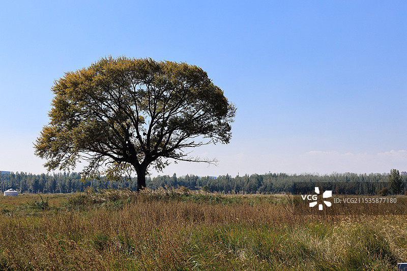 草原上的树图片素材