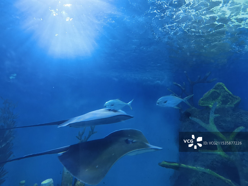 海底世界图片素材