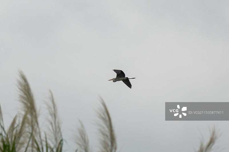 空中飞鸟的低角度视图图片素材