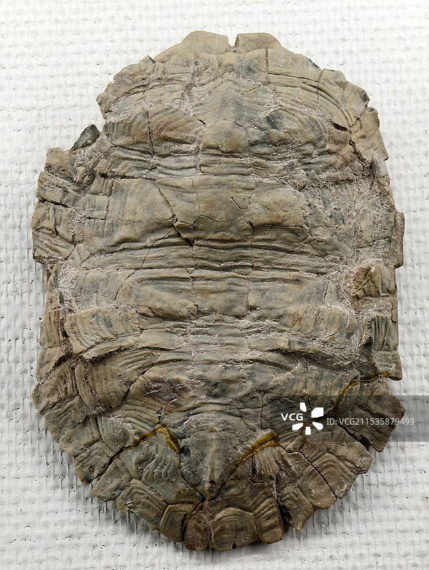 龟壳化石图片素材