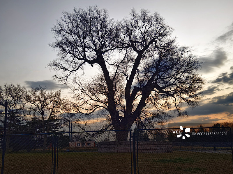 朝霞中大树剪影图片素材