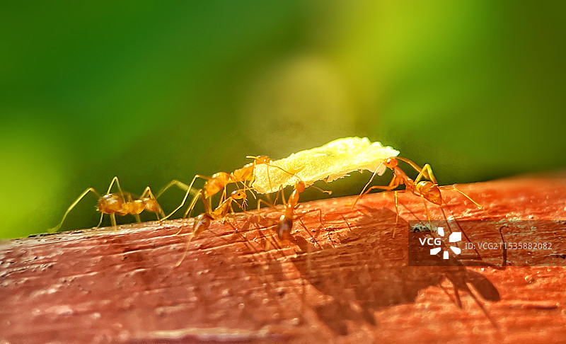 蚂蚁觅食图片素材