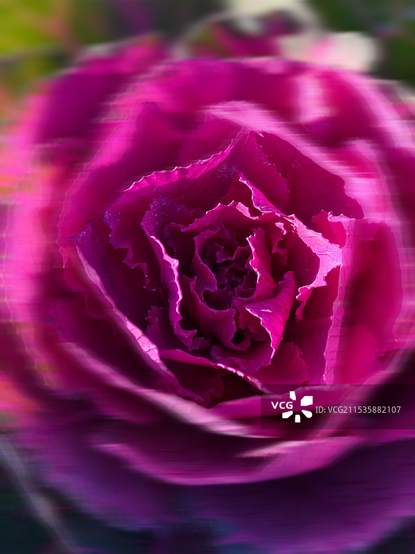 紫色甘蓝花图片素材