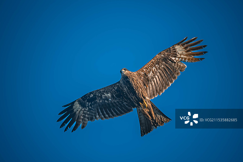 雄鹰展翅图片素材