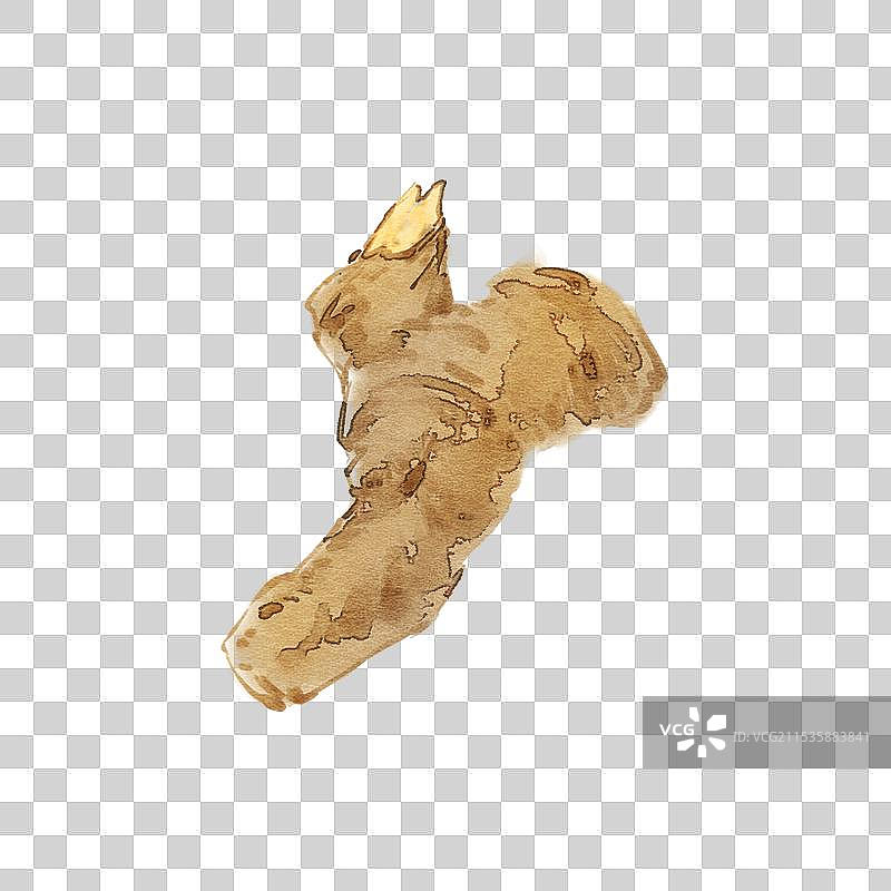 本草白术图片素材