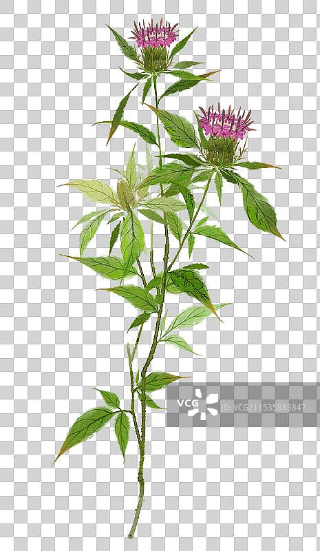 本草白术图片素材