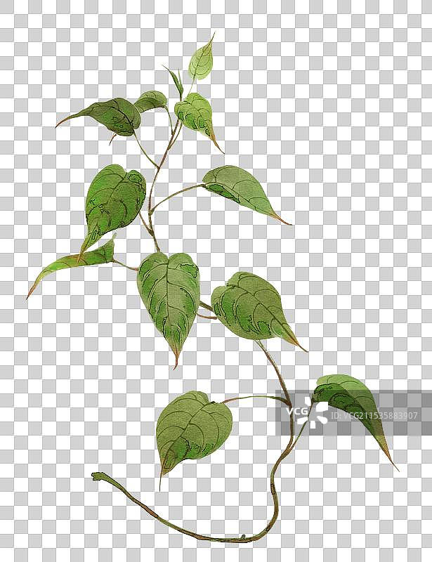 本草何首乌图片素材