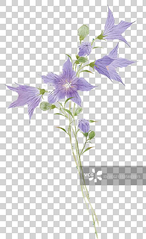 本草桔梗图片素材