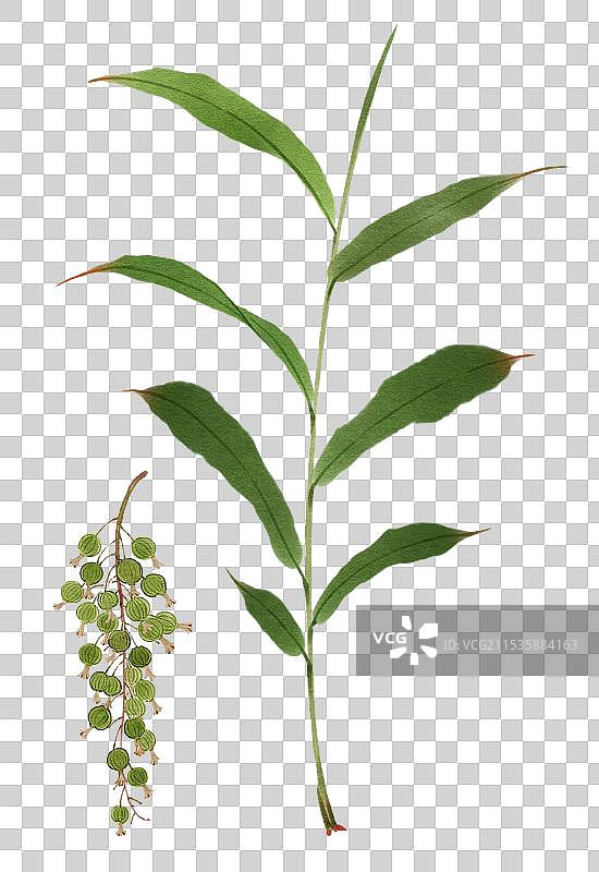 香料砂仁图片素材