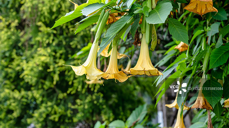 曼陀罗开花特写图片素材