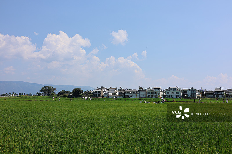 云南大理、喜洲稻田图片素材