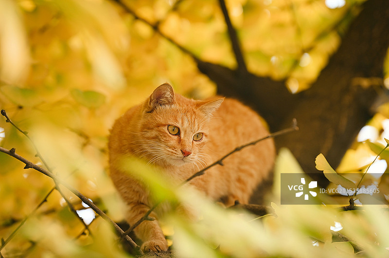 成都秋天市区街道上金黄的银杏图片素材