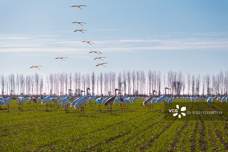 东营黄河入海口白鹤图片素材