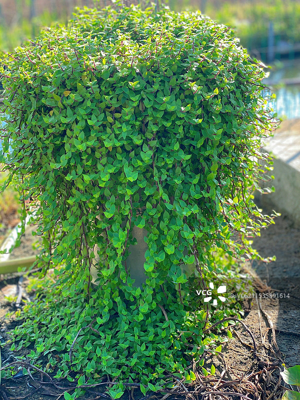植物在野外生长的特写镜头图片素材