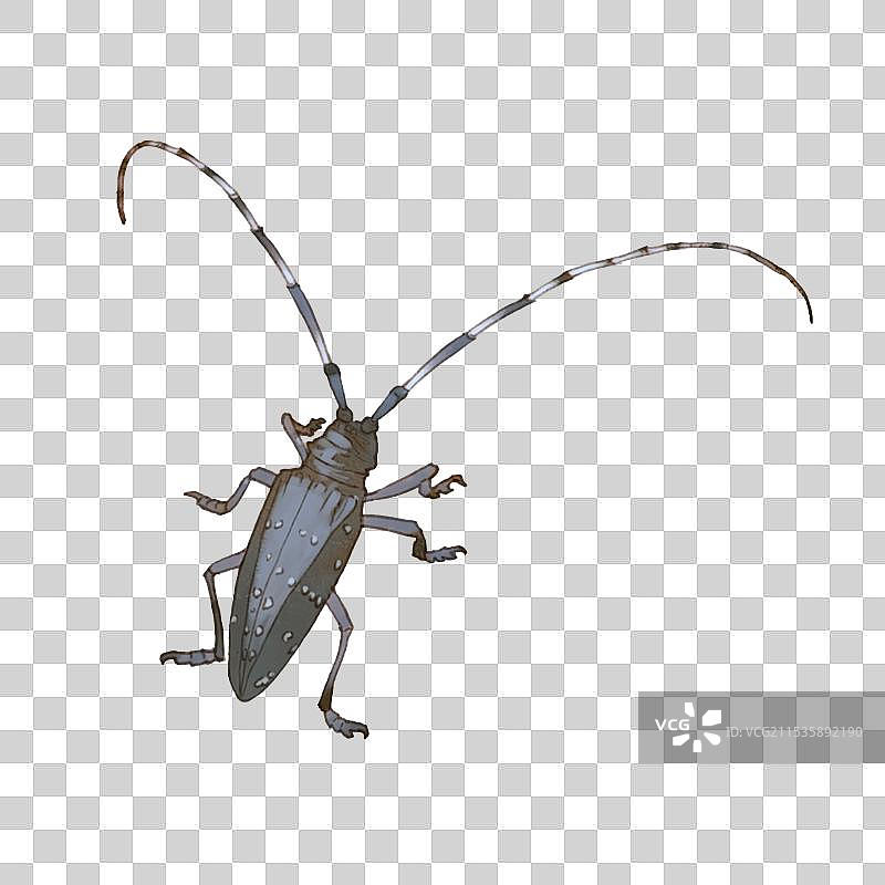 昆虫素材天牛图片素材