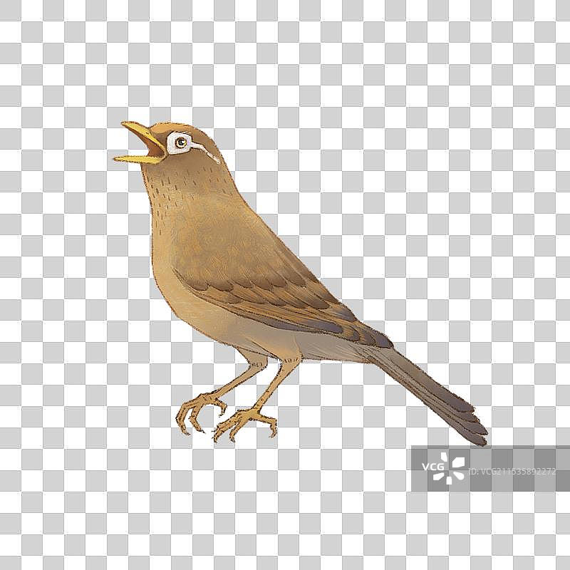 动物素材画眉鸟图片素材