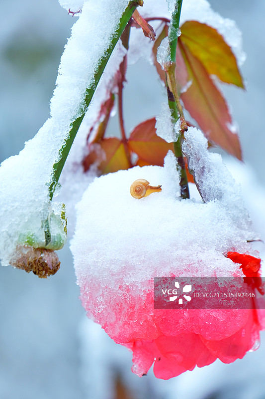 （穿越而来的神秘客——小蜗牛）冬天。雪景。被冰雪倾倒的月季花图片素材